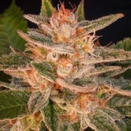 Cheese Candy Autofloreciente Feminizada de Delicious
