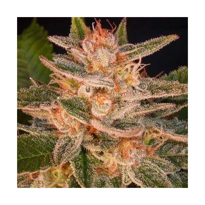 Cheese Candy Autofloreciente Feminizada de Delicious