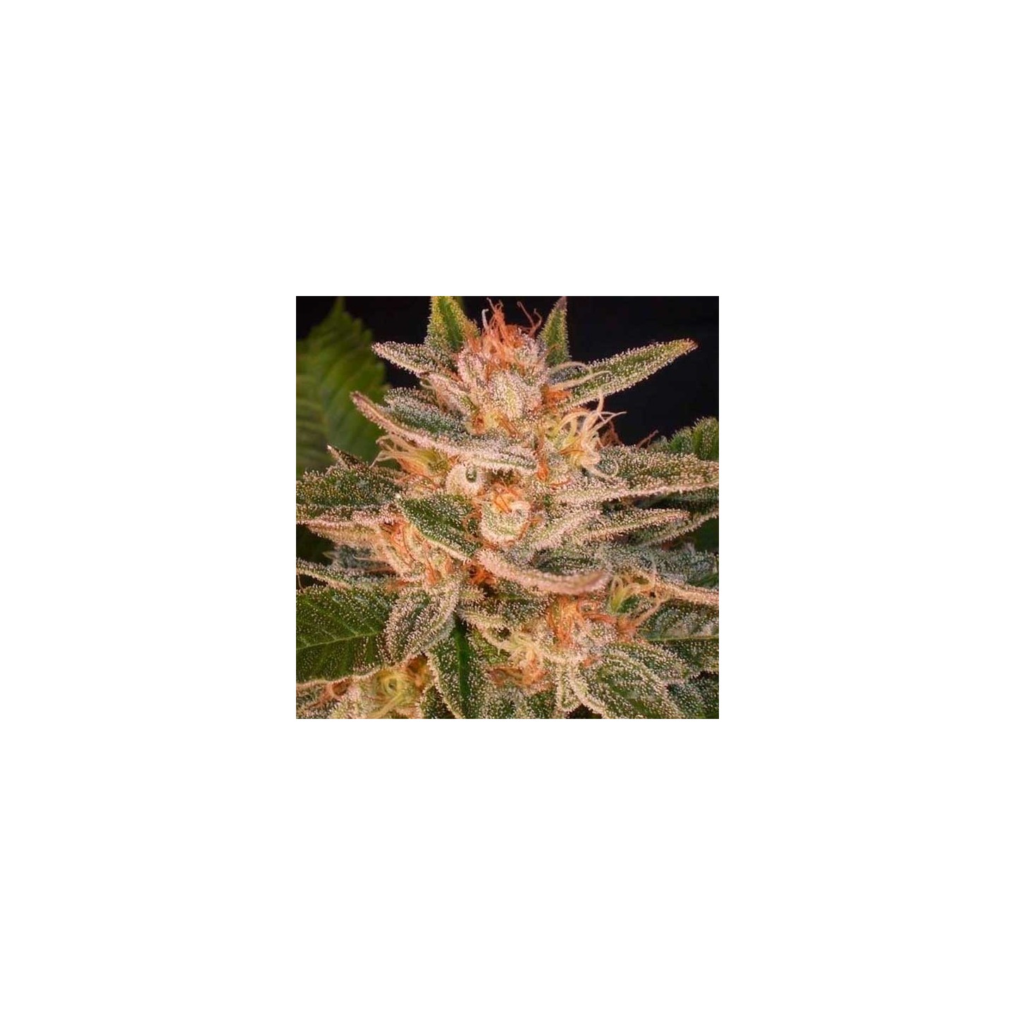 Cheese Candy Autofloreciente Feminizada de Delicious