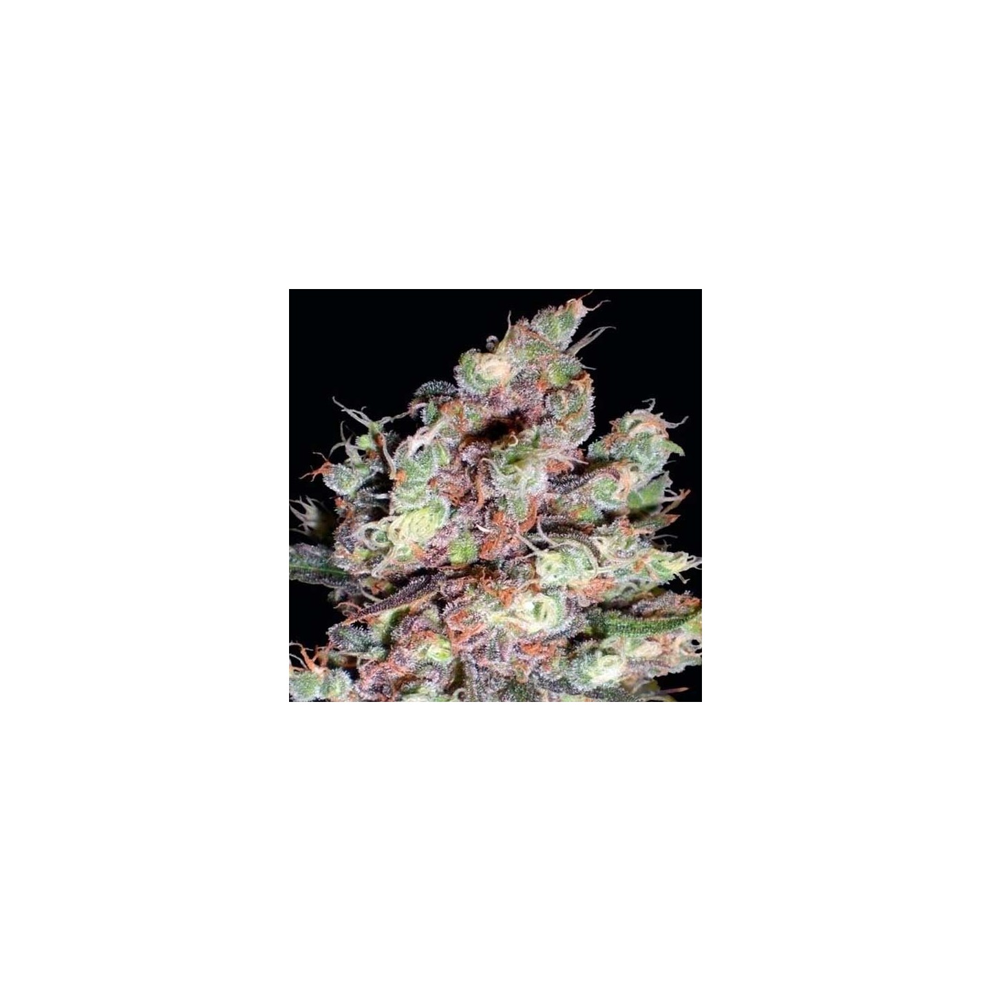 Cotton Candy (Sativa Line) Feminizada de Delicious