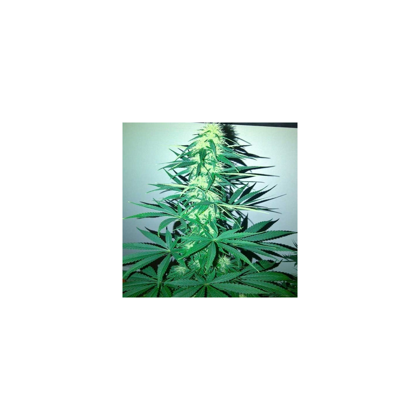 Critical Kali Mist (Sativa Line) Feminizada de Delicious