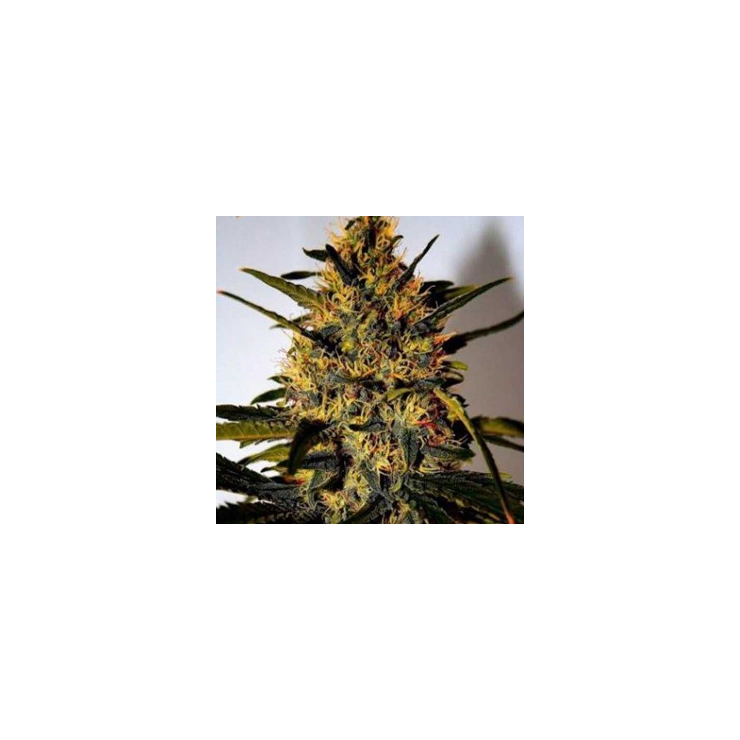 Critical Jack Herer (sativa Line) Feminizada de Delicious