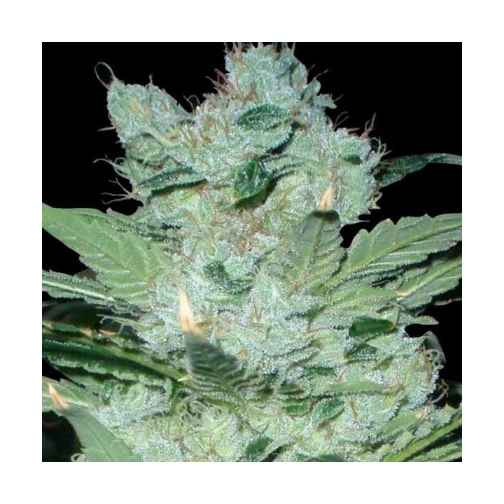 Critical Neville Haze 2.0 (Sativa Line) Feminizada de Delicious