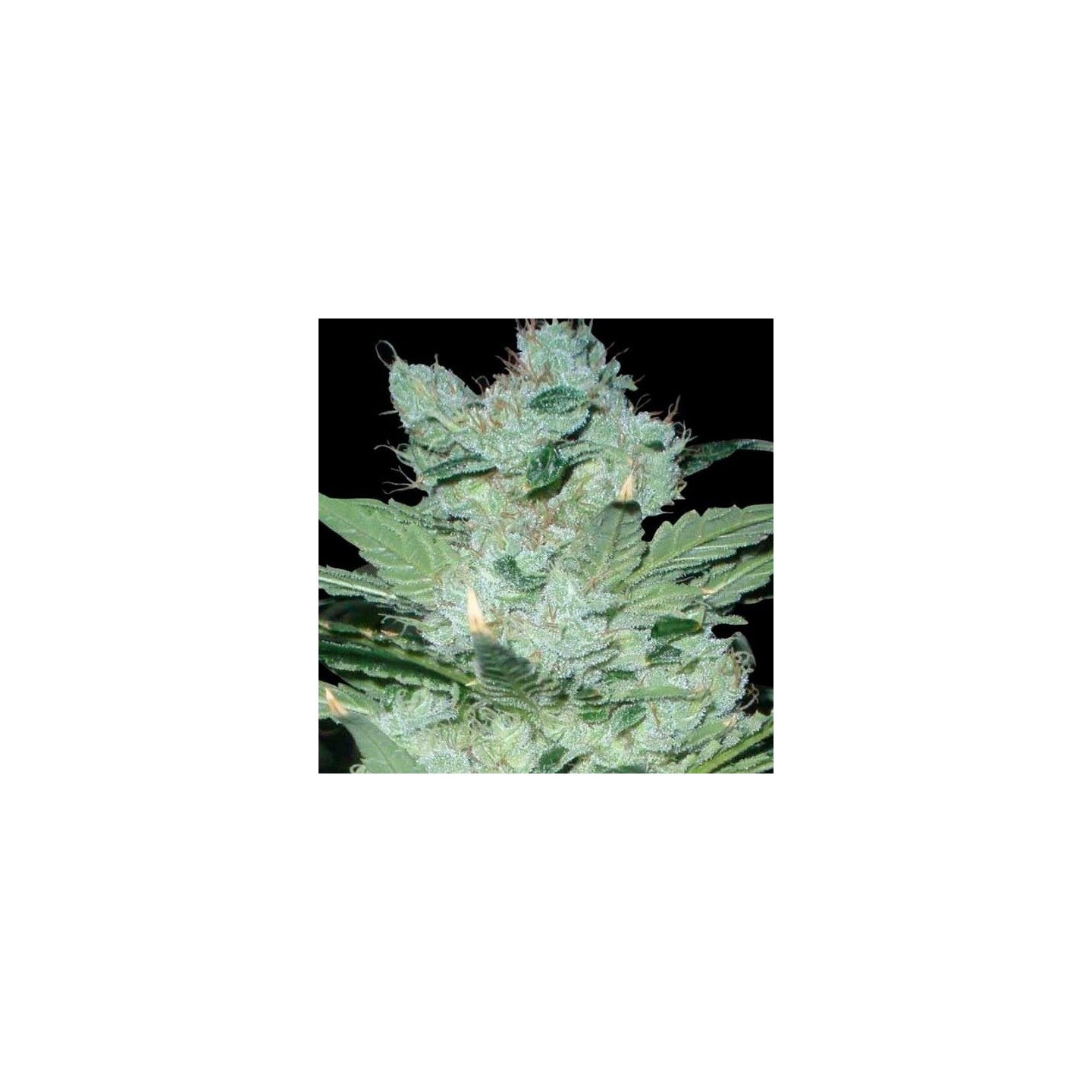 Critical Neville Haze 2.0 (Sativa Line) Feminizada de Delicious