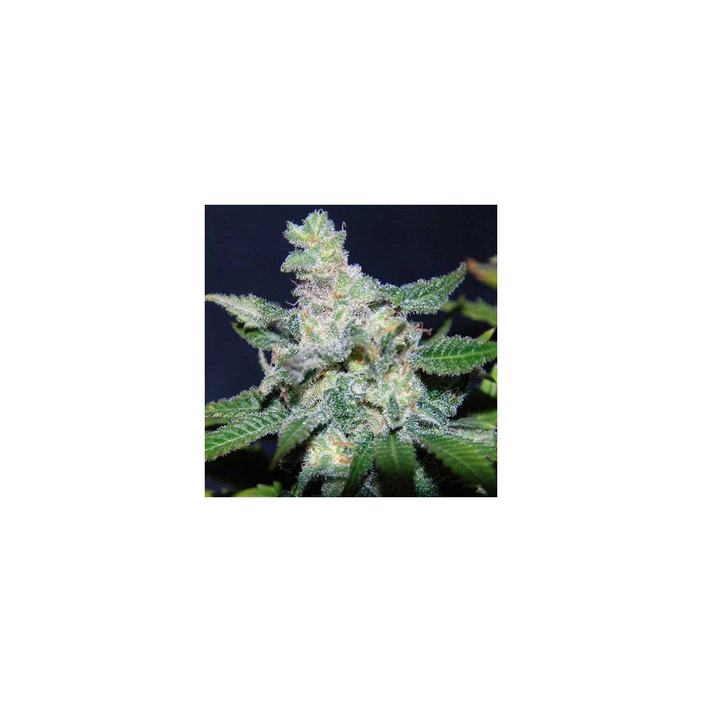 Critical Neville Haze 2.0 (sativa Line) Feminizada de Delicious