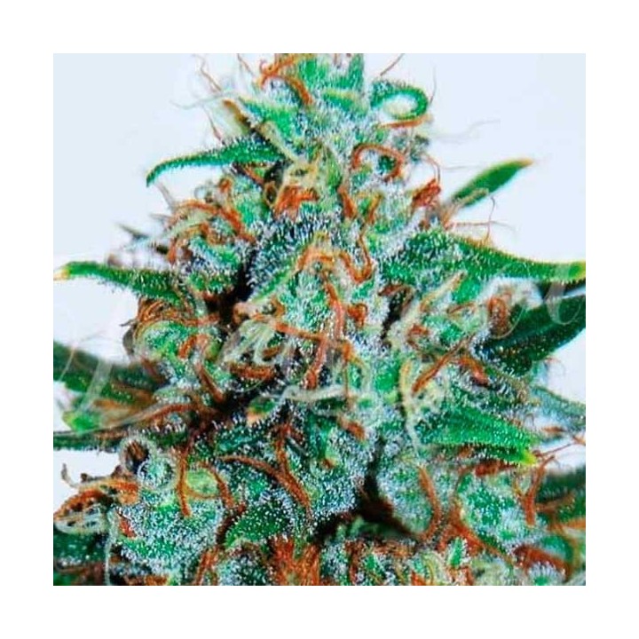 Critical Neville Haze (Sativa Line) Autofloreciente Feminizada