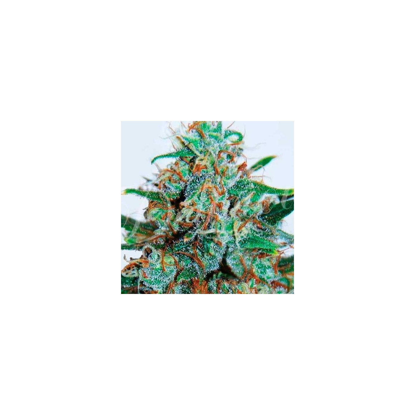 Critical Neville Haze (Sativa Line) Autofloreciente Feminizada
