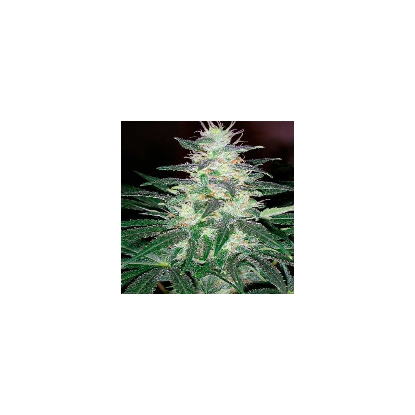 Critical Sensi Star (Indica Line) Feminizada de Delicious