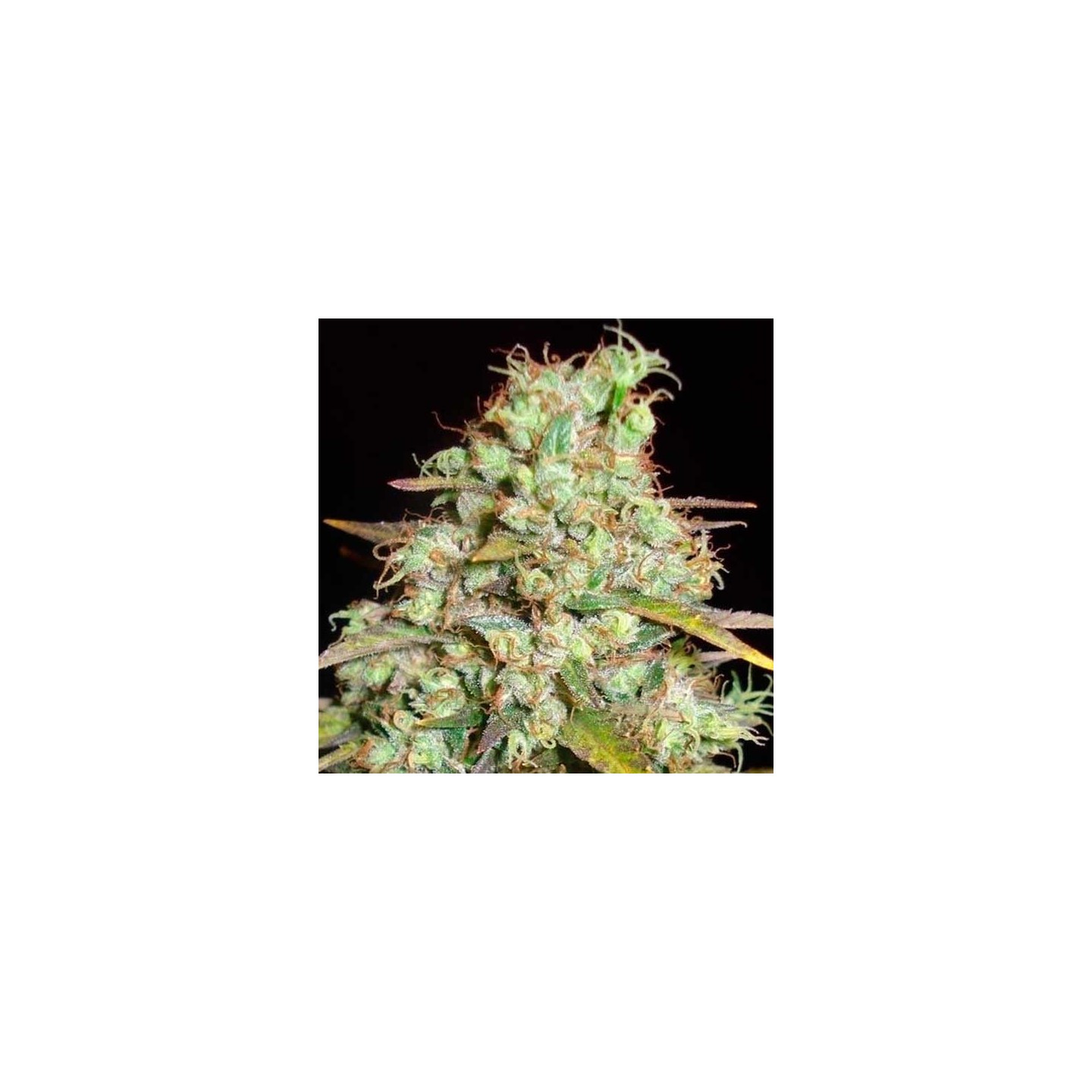 Critical Super Silver Haze (Sativa Line) Feminizada de Delicious