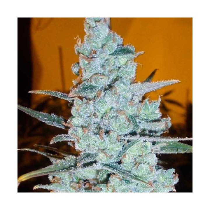Critical Jack Herer (Sativa Line) Autofloreciente Feminizada de