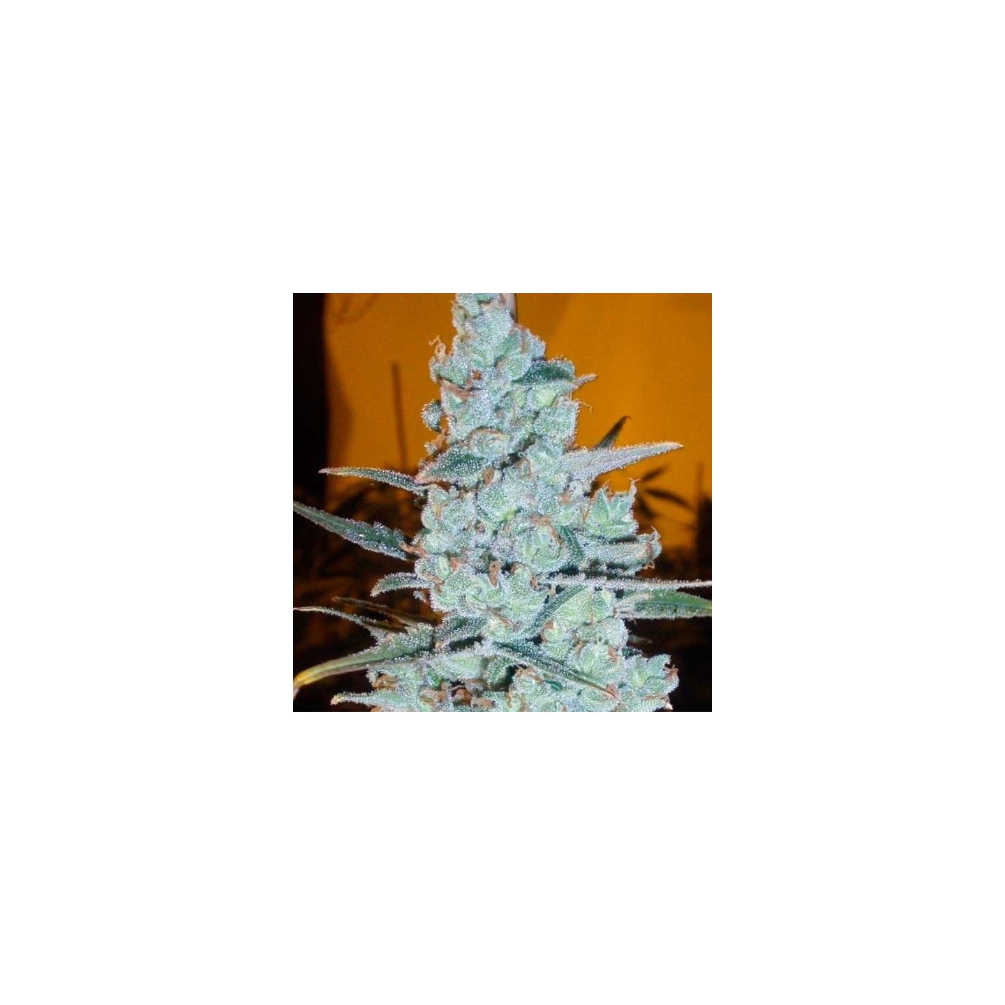 Critical Jack Herer (Sativa Line) Autofloreciente Feminizada de