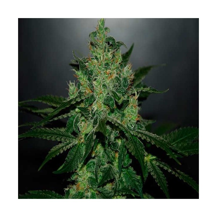 Critical Jack Herer Autofloreciente Feminizada de Delicious