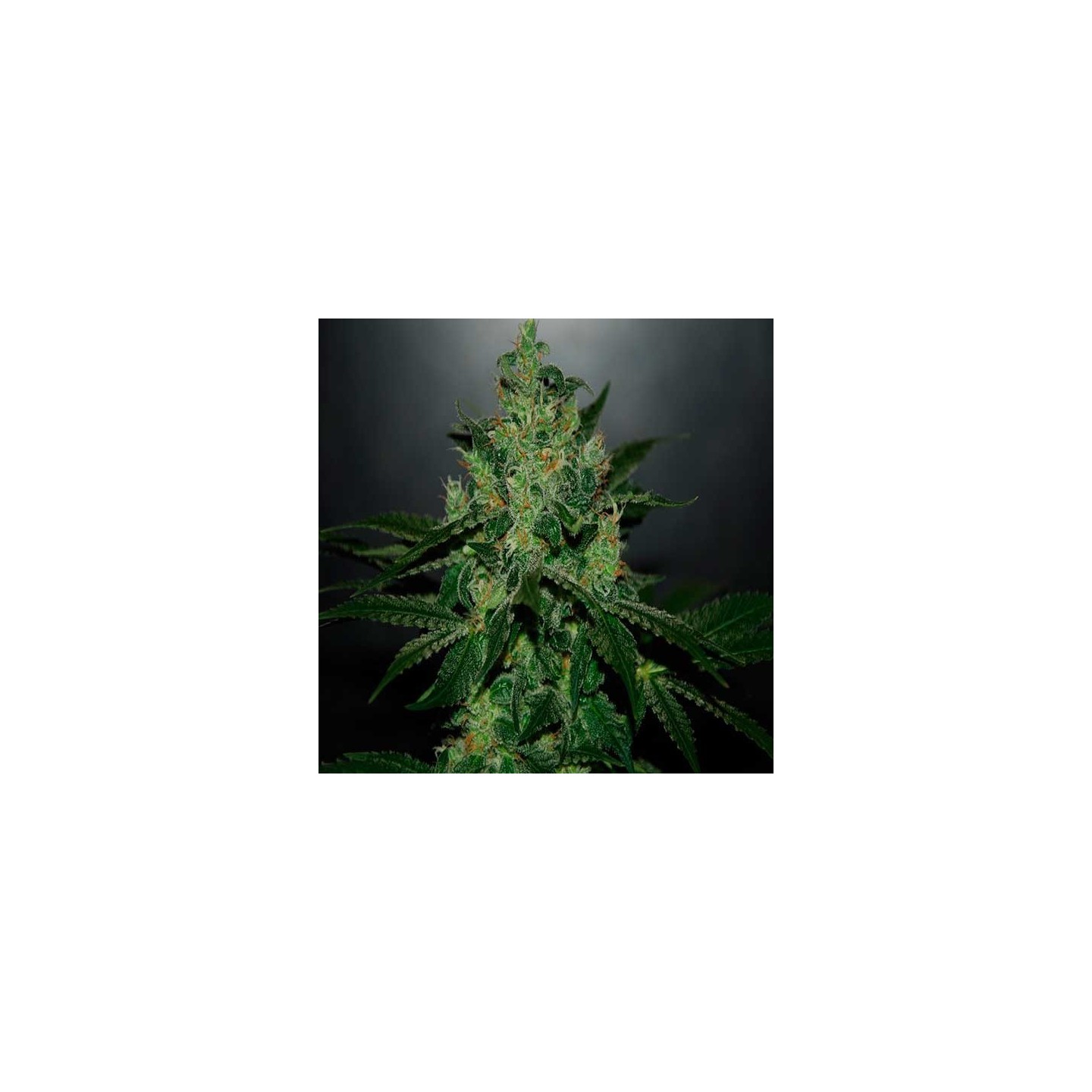 Critical Jack Herer Autofloreciente Feminizada de Delicious