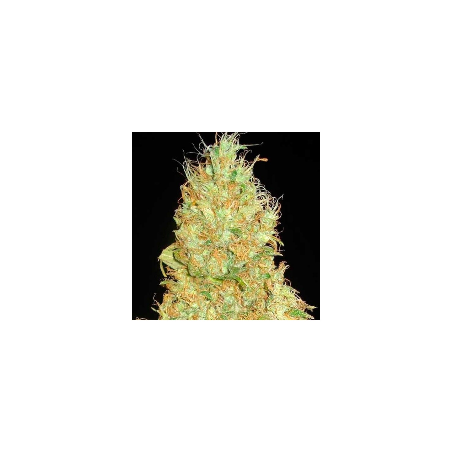 Fruity Chronic Juice (Indica Line) Feminizada de Delicious