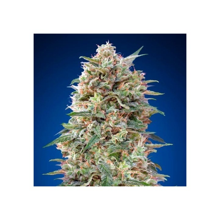 California Kush Feminizada de 00 Seeds