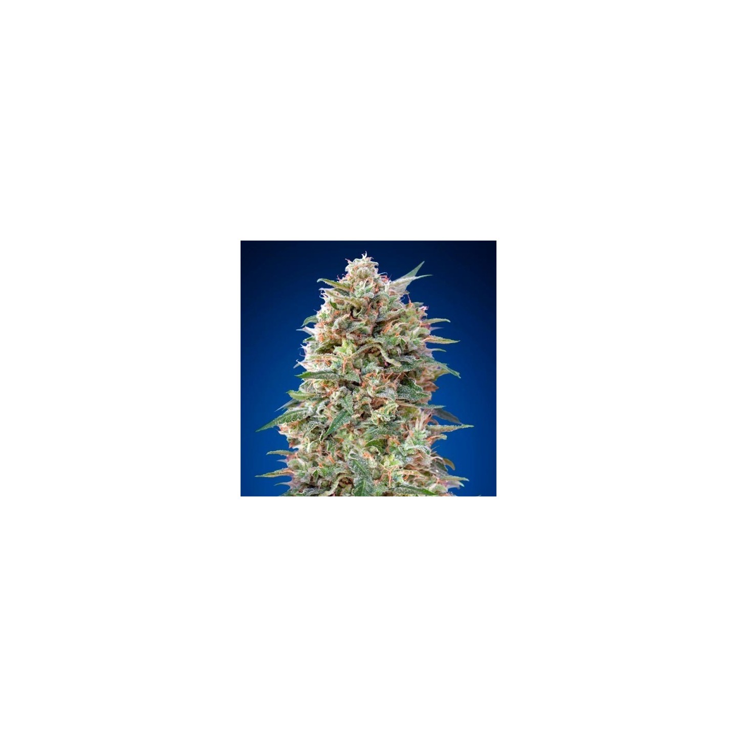 California Kush Feminizada de 00 Seeds