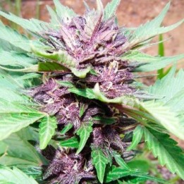 Jotamayuscula Purple Autofloreciente Feminizada de Delicious