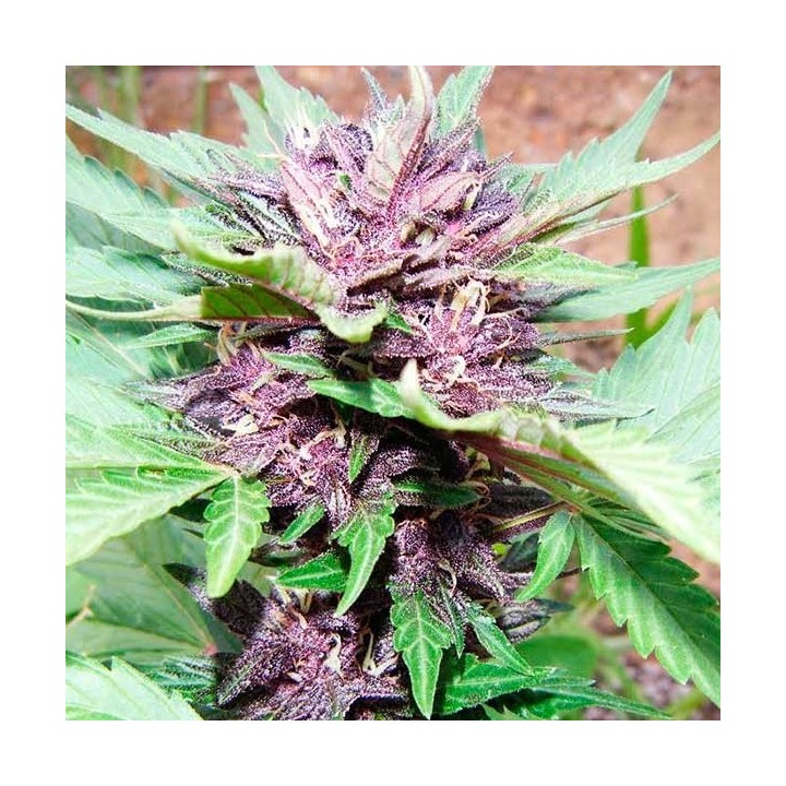 Jotamayuscula Purple Autofloreciente Feminizada de Delicious