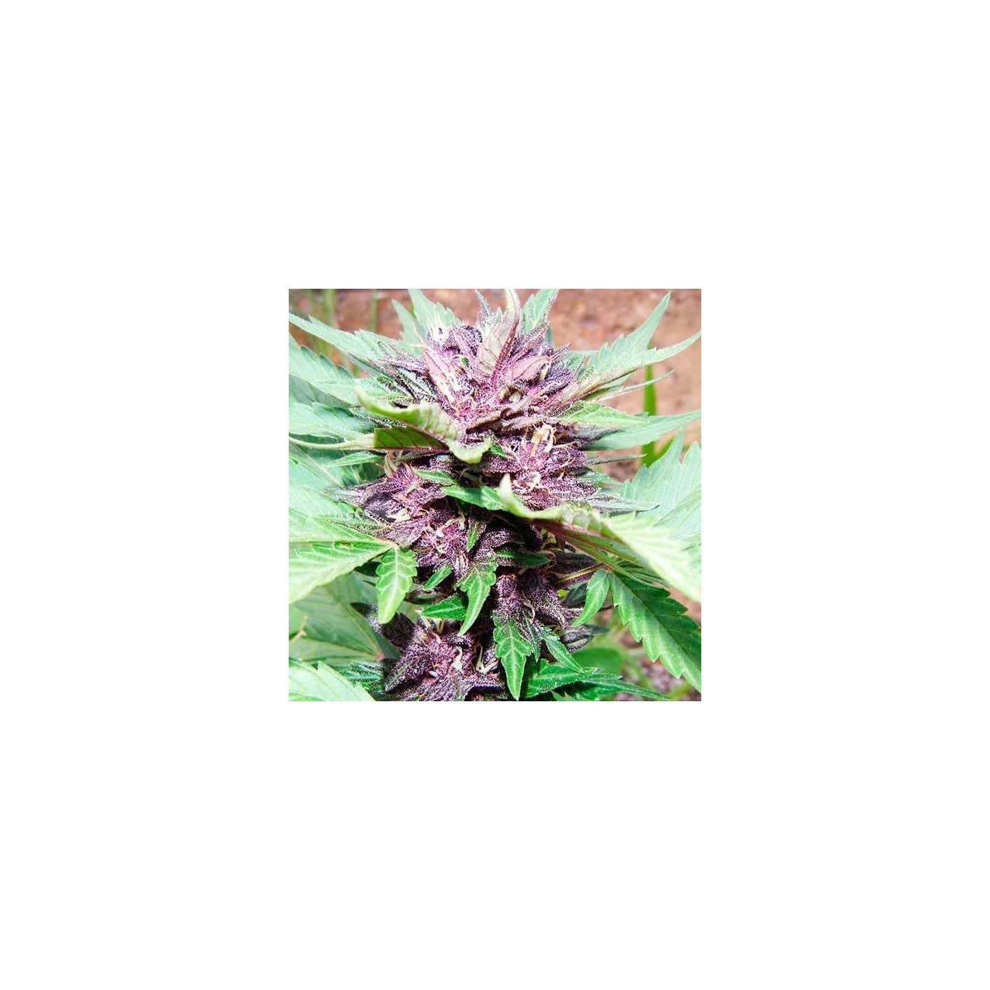 Jotamayuscula Purple Autofloreciente Feminizada de Delicious