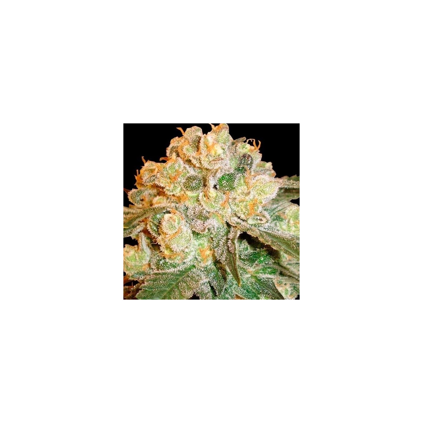 Marmalate (Indica Line) Feminizada de Delicious