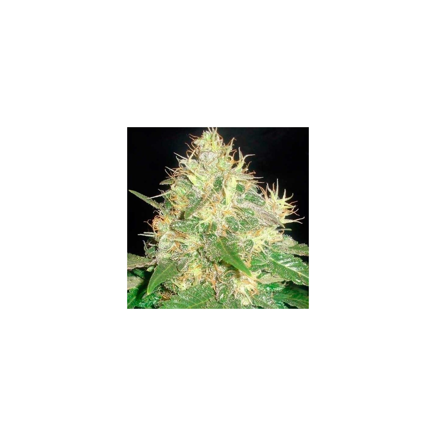 Northern Light Blue (indica Line) Feminizada de Delicious