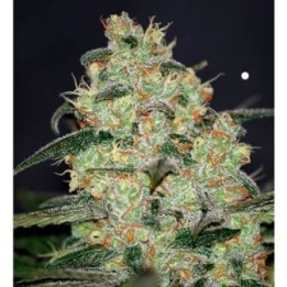 Madness (Diamond Collection) Feminizada de World Of Seeds