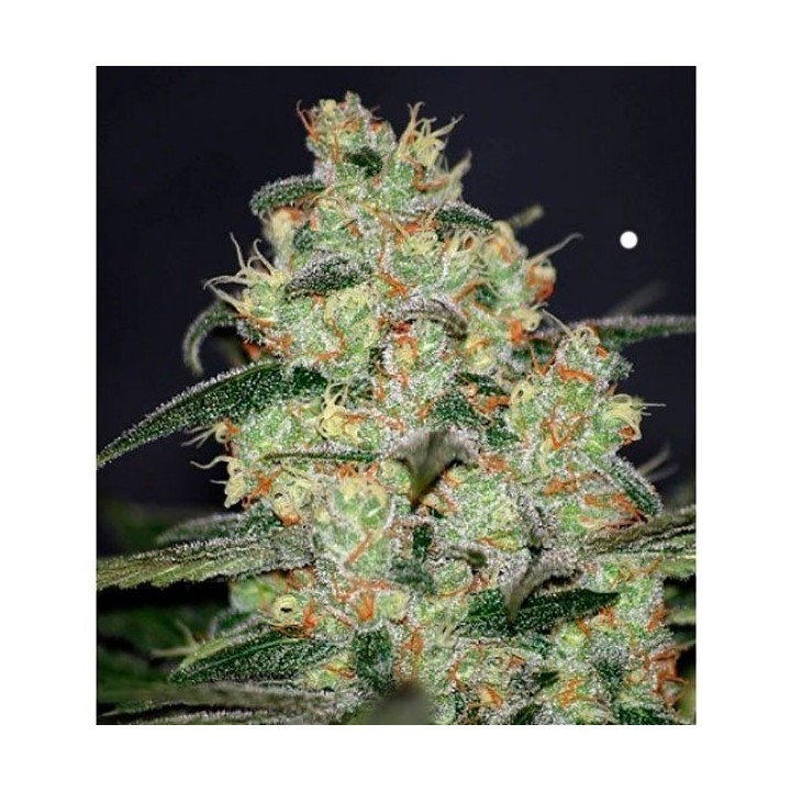 Madness (Diamond Collection) Feminizada de World Of Seeds