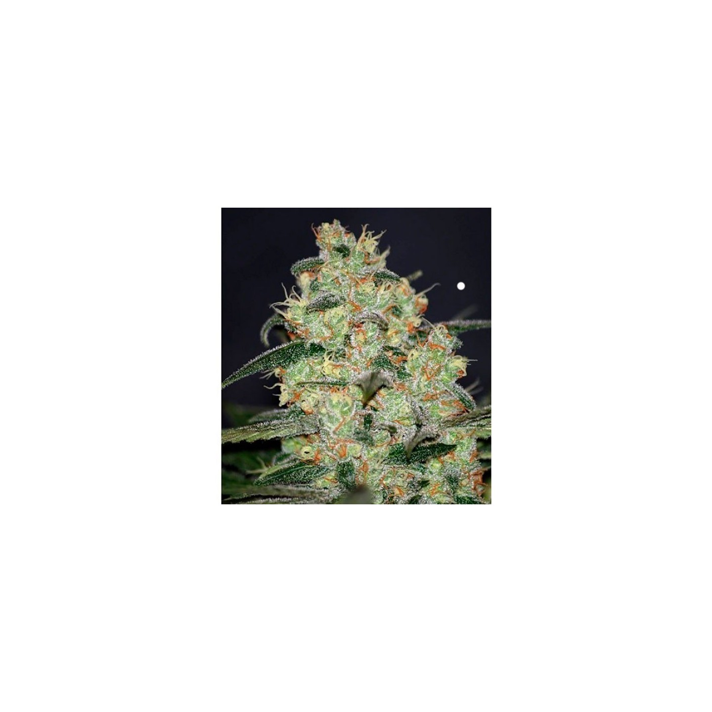 Madness (Diamond Collection) Feminizada de World Of Seeds