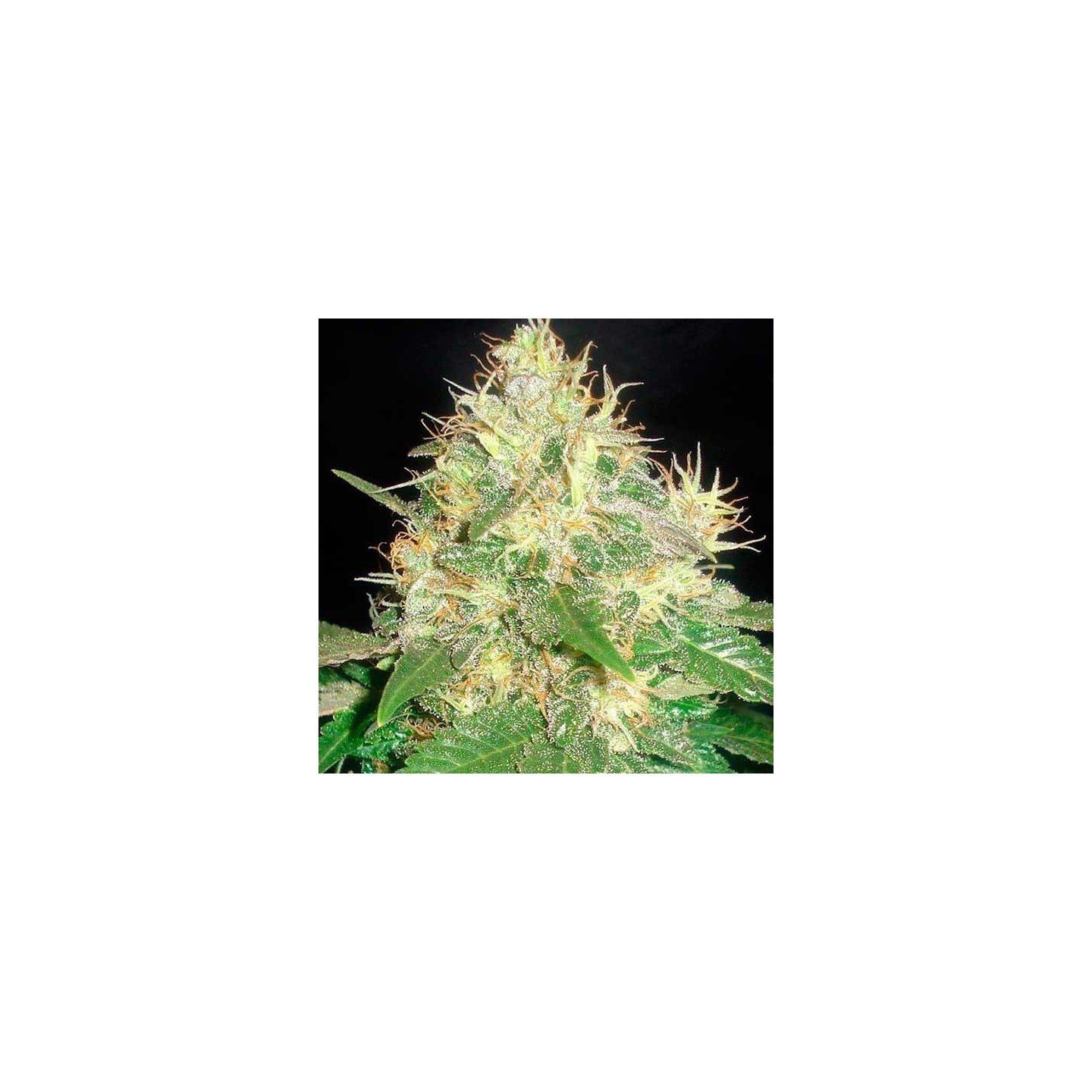 Northern Light Blue Autofloreciente Feminizada de Delicious