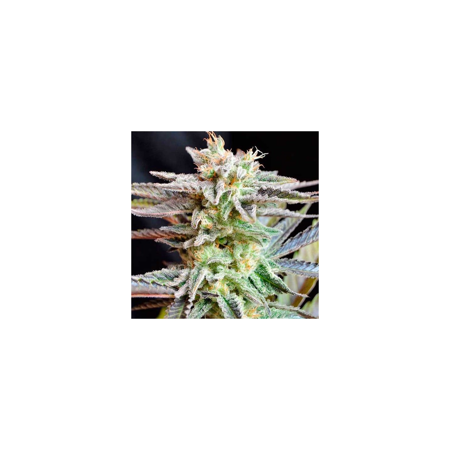 Sugar Black Rose (Indica Line) Feminizada de Delicious