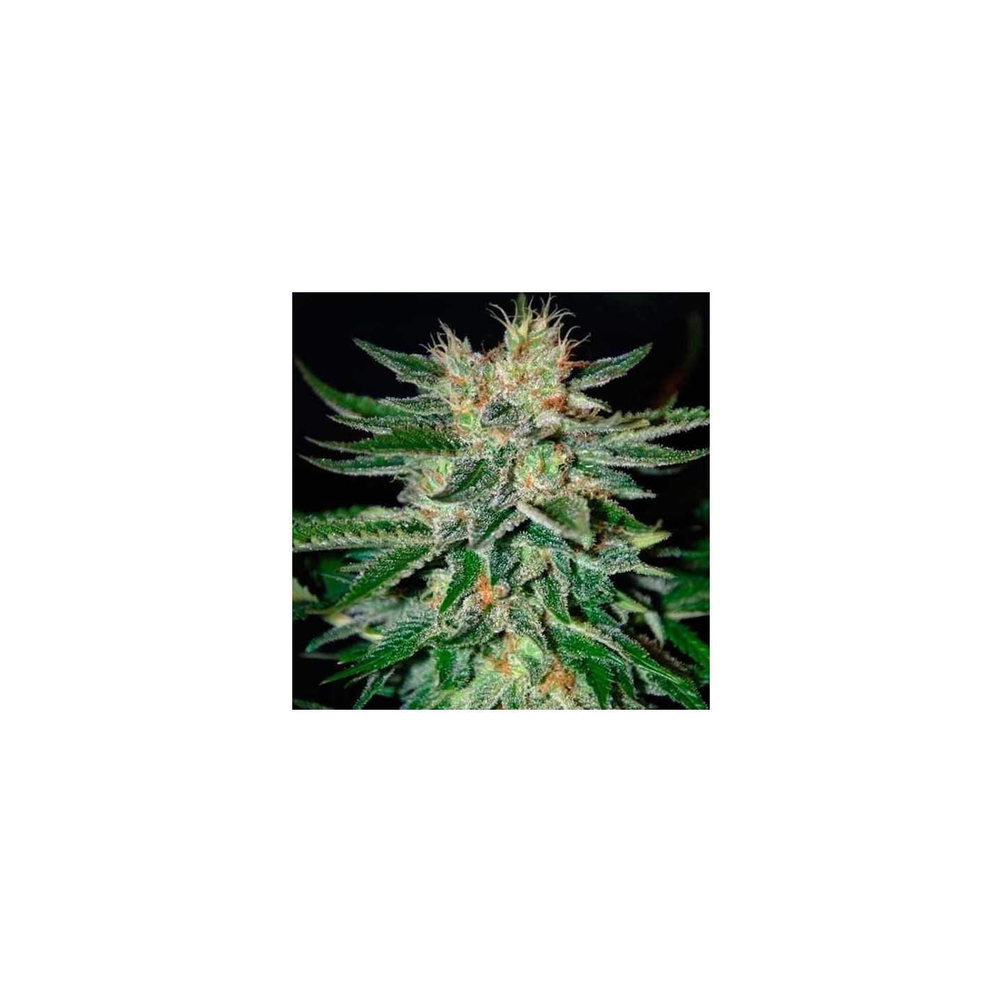 Sugar Black Rose Autofloreciente Feminizada de Delicious