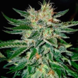 Sugar Black Rose F1 Feminizada de Delicious