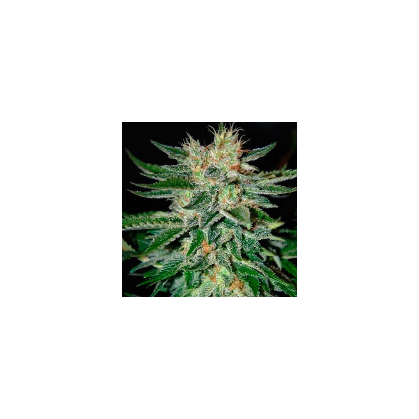 Sugar Black Rose F1 Feminizada de Delicious