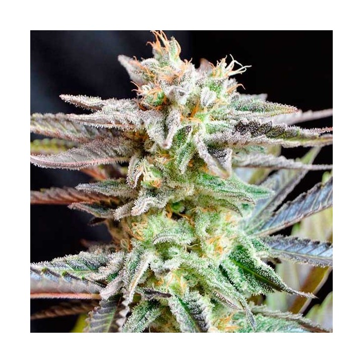 Sugar Black Rose Regular de Delicious