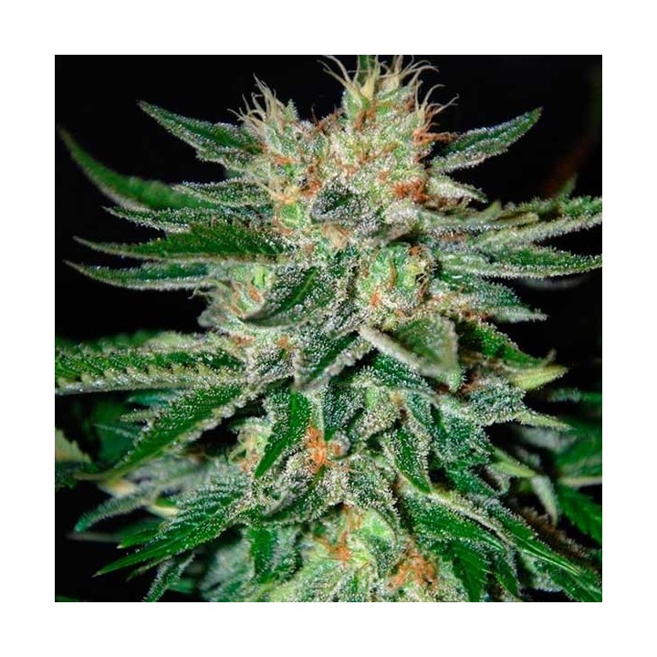 Sugar Candy (Indica Line) Feminizada de Delicious