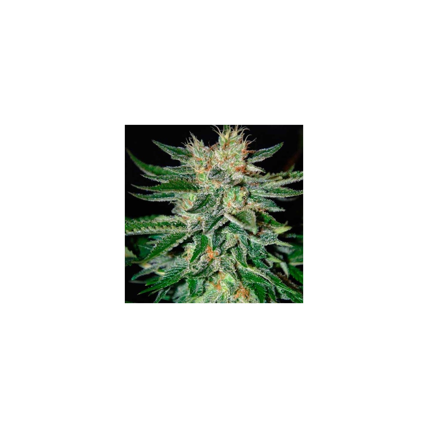 Sugar Candy (Indica Line) Feminizada de Delicious