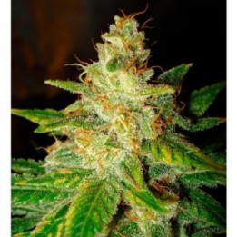 New York Special (Legend Collection) Feminizada de World Of