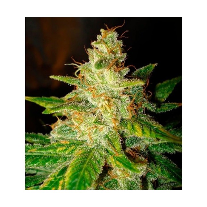 New York Special (Legend Collection) Feminizada de World Of