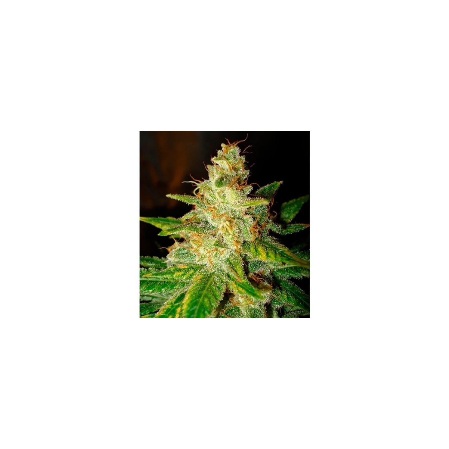 New York Special (Legend Collection) Feminizada de World Of