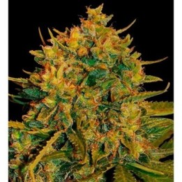 Northern Light X Big Bud Autofloreciente Feminizada de World Of