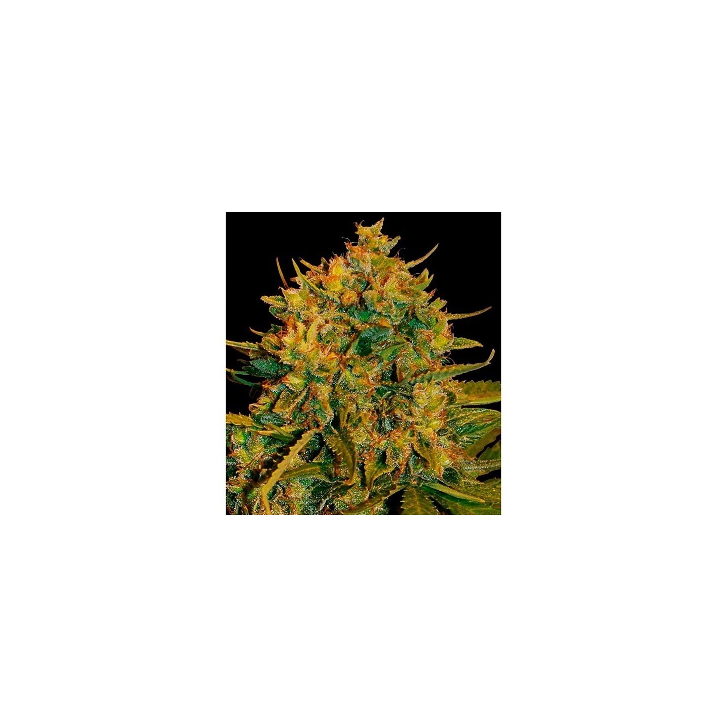 Northern Light X Big Bud Autofloreciente Feminizada de World Of