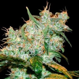 AK GoxuAK Autofloreciente Feminizada de Genehtik Seeds