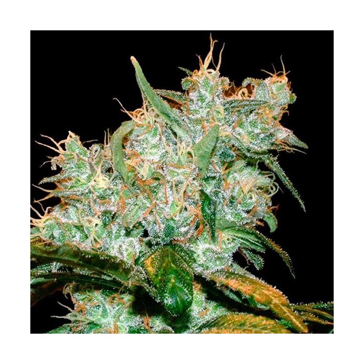 AK GoxuAK Autofloreciente Feminizada de Genehtik Seeds