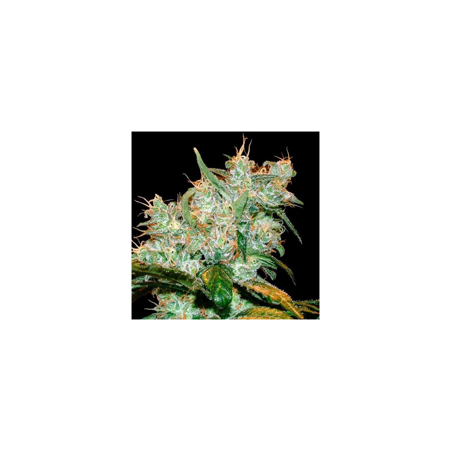AK GoxuAK Autofloreciente Feminizada de Genehtik Seeds