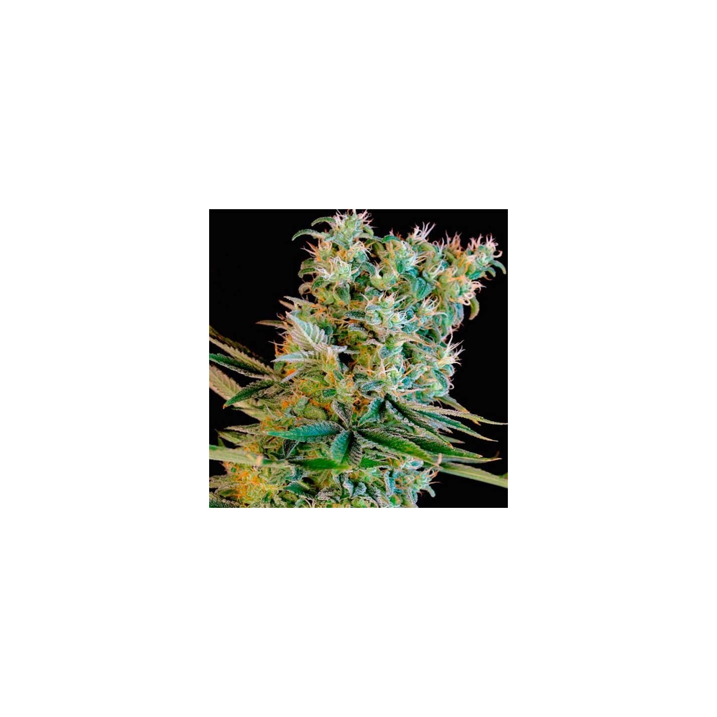 Amnesia Bilbo Feminizada de Genehtik Seeds