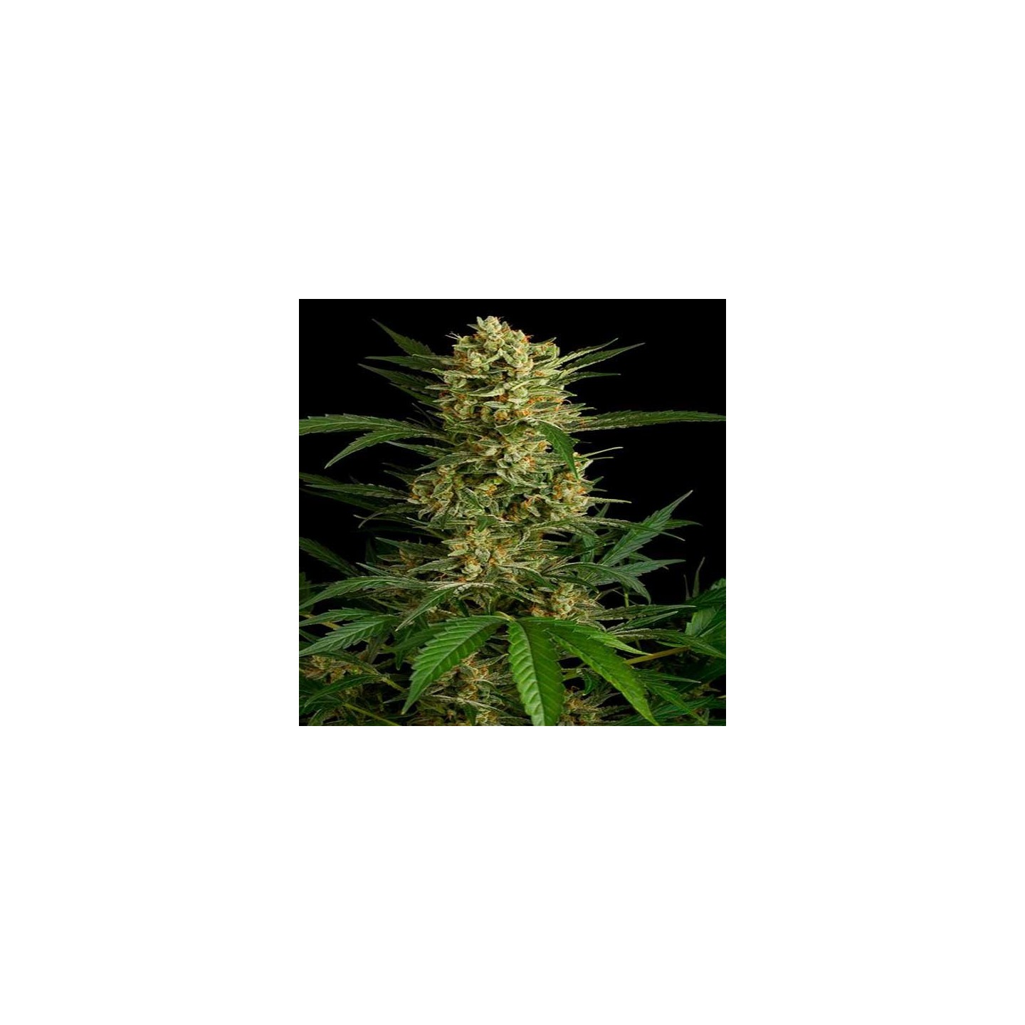 Amnesia Bilbo Autofloreciente Feminizada de Genehtik Seeds