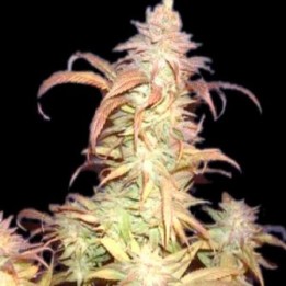 Buruandi Block Head Regular de Genehtik Seeds