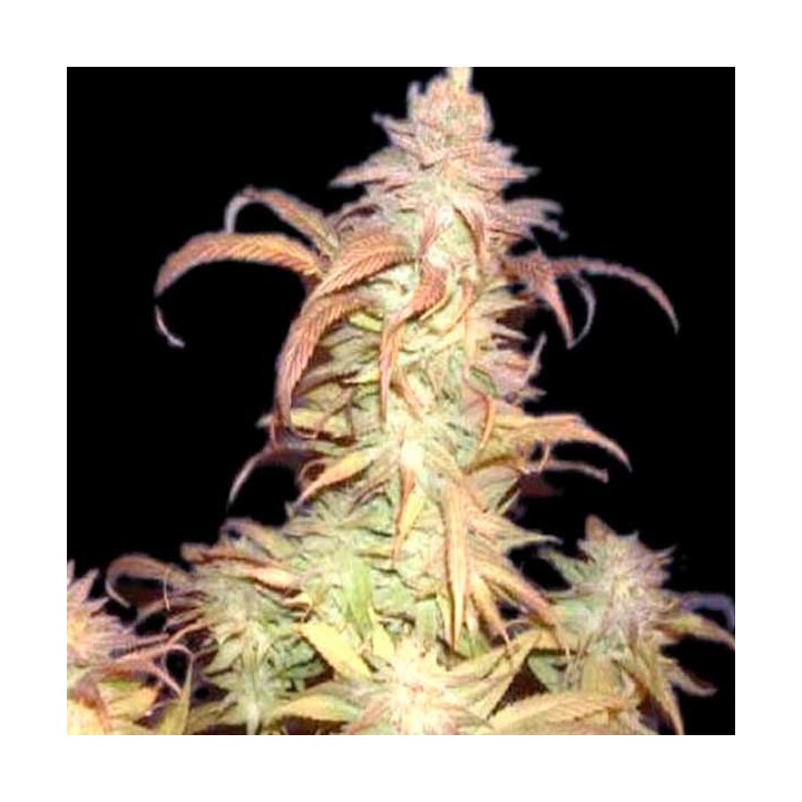 Buruandi Block Head Regular de Genehtik Seeds
