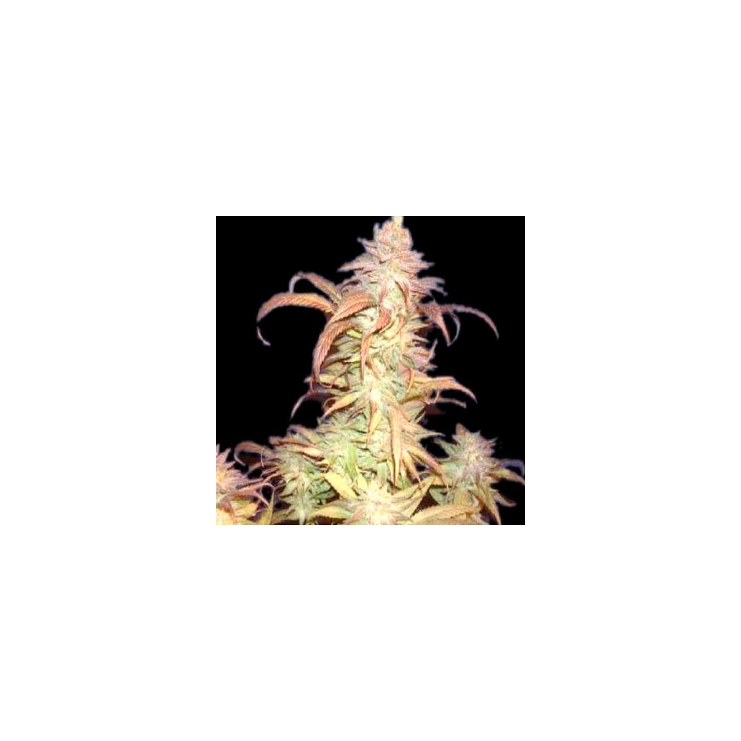 Buruandi Block Head Regular de Genehtik Seeds