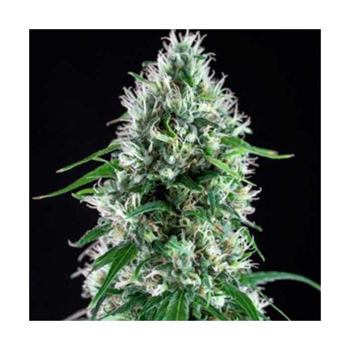 Ese T. Bilbo Autofloreciente Feminizada de Genehtik Seeds